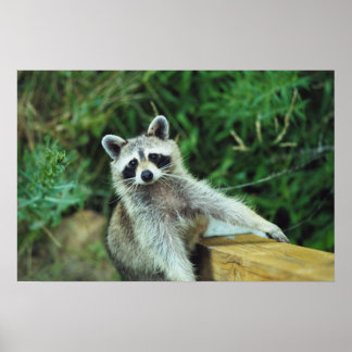 Poster Raccoon nº 2