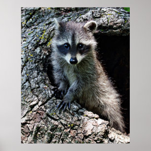 Poster Raccoon no Den