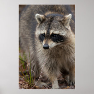 Pôster Raccoon, Procyon lotor, Flórida, EUA 1