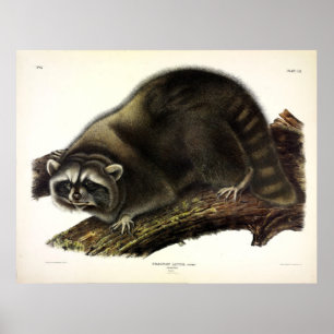 Poster Raccoon (Procyon Lotor) por Audubon