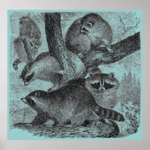 Poster Raccoons