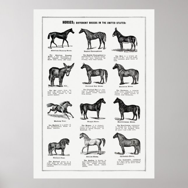 Poster Rações de Cavalos (Frente)
