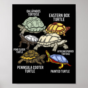 Poster Rações de Tartaruga Galápagos Tartaruga