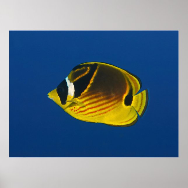 Poster Racoon Butterflyfish (Frente)