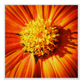 Pôster Radiant Orange Flower Macro Wall Art Print Photo
