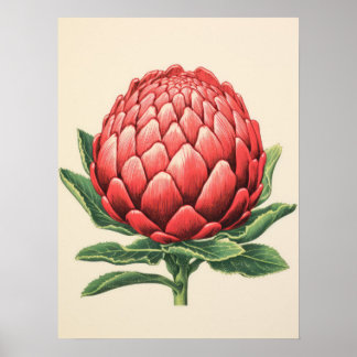 Poster Radiosa Flor de Protea Vermelha