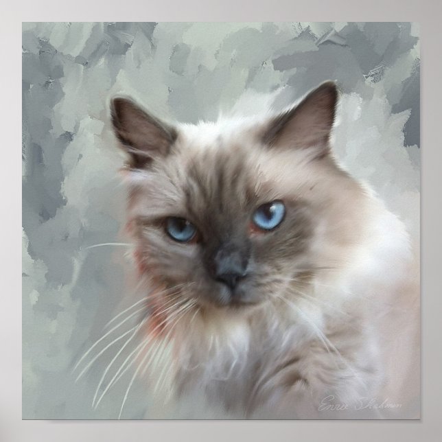 Poster Ragdoll Cat (Frente)