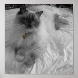 Pôster Ragdoll Cat