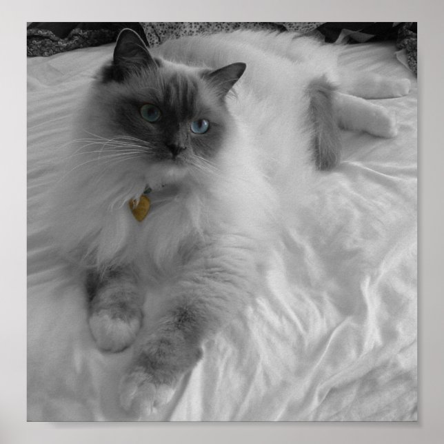 Pôster Ragdoll Cat (Frente)