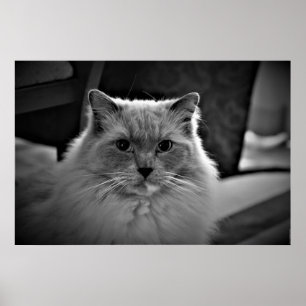 Poster Ragdoll Cat,