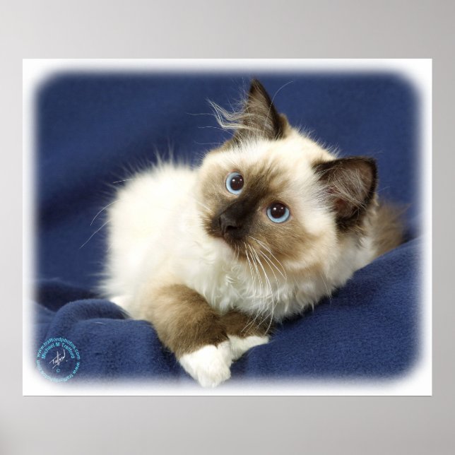 Pôster Ragdoll Cat 9W082D-011 (Frente)