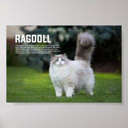 Poster Ragdoll Cat Breed