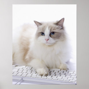 Poster Ragdoll cat no teclado do computador