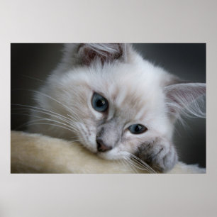 Poster ragdoll kitten