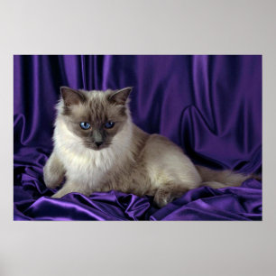 Pôster Ragdoll, ponto azul