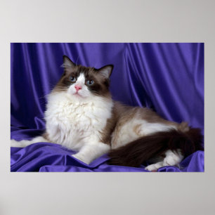 Pôster Ragdoll, selo bicolor