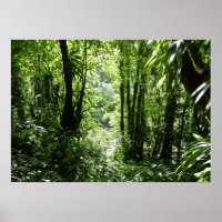 Rain Forest II Tropical Verde