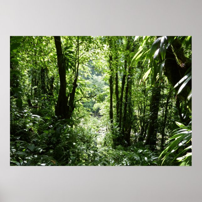 Poster Rain Forest II Tropical Verde (Frente)