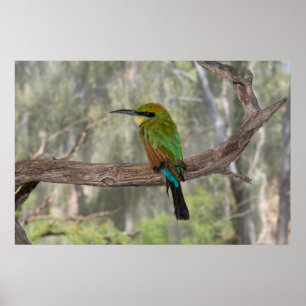 Poster Rainbow bee-eater bird, Australia