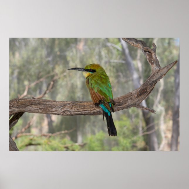 Poster Rainbow bee-eater bird, Australia (Frente)