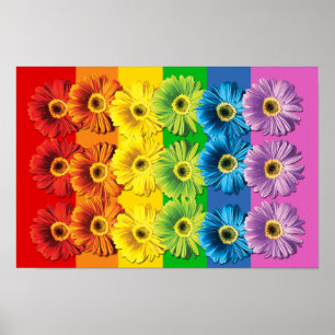 Pôster Rainbow Daisies