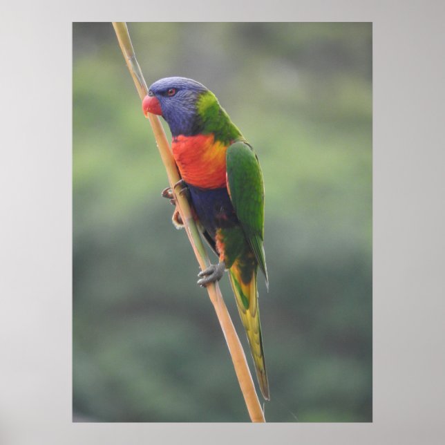 Poster Rainbow Lorikeet (Frente)