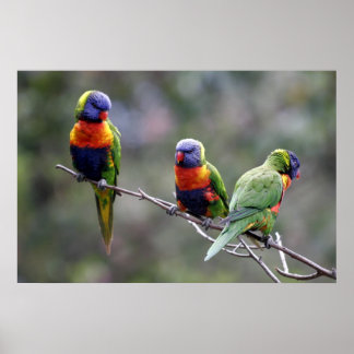Poster Rainbow Lorikeets