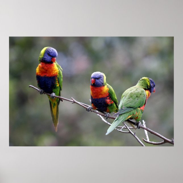 Poster Rainbow Lorikeets (Frente)