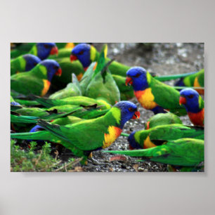 Pôster Rainbow Lorikeets australiano