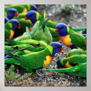 Pôster Rainbow Lorikeets australiano
