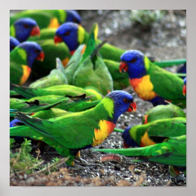Pôster Rainbow Lorikeets australiano (Frente)