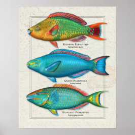 Poster Rainbow, Queen, and Stoplight Parrotfish