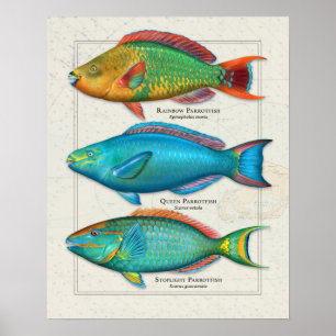 Poster Rainbow, Queen, and Stoplight Parrotfish