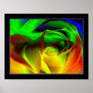 Poster Rainbow rose