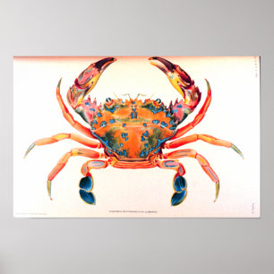 Poster Rainbow Swimming Crab