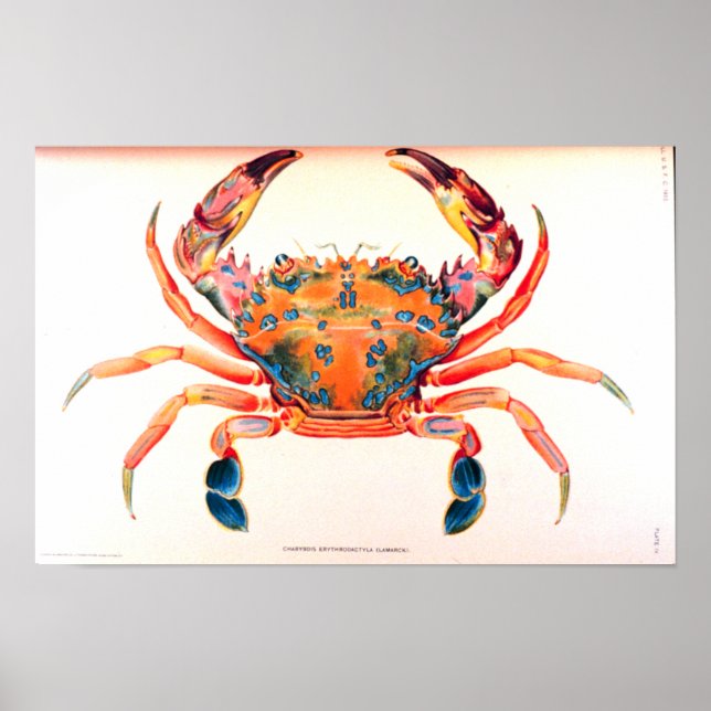 Poster Rainbow Swimming Crab (Frente)