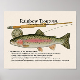 Poster Rainbow Trout – English Art Print