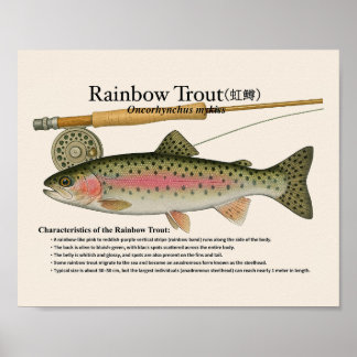 Poster Rainbow Trout – English Art Print