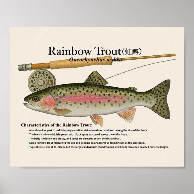Poster Rainbow Trout – English Art Print (Frente)
