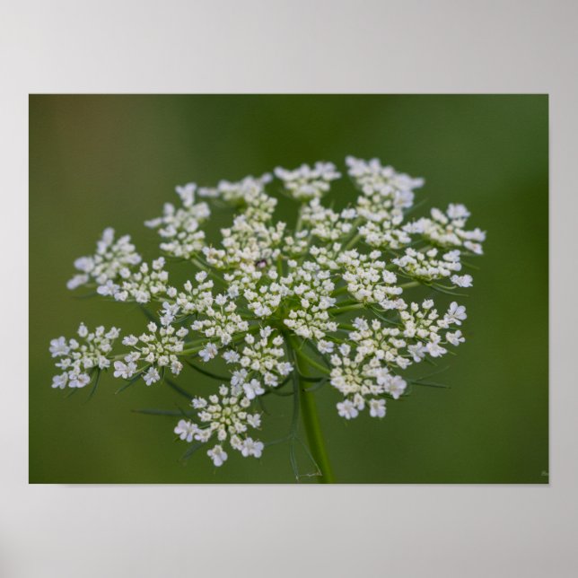 Poster Rainha Anne's Lace (Frente)
