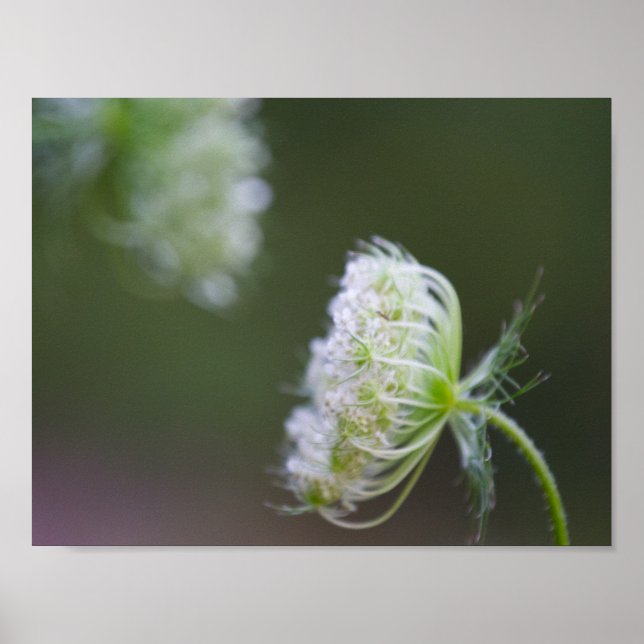 Pôster Rainha Anne's Lace (Frente)