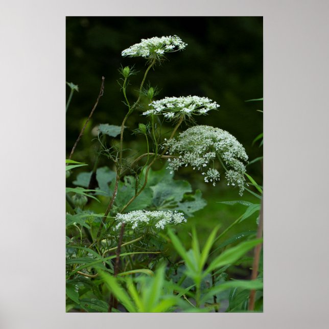 Poster Rainha Anne's Lace no Verão (Frente)