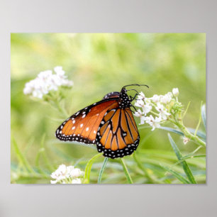 Pôster Rainha Borboleta Amanhã em Milkweed