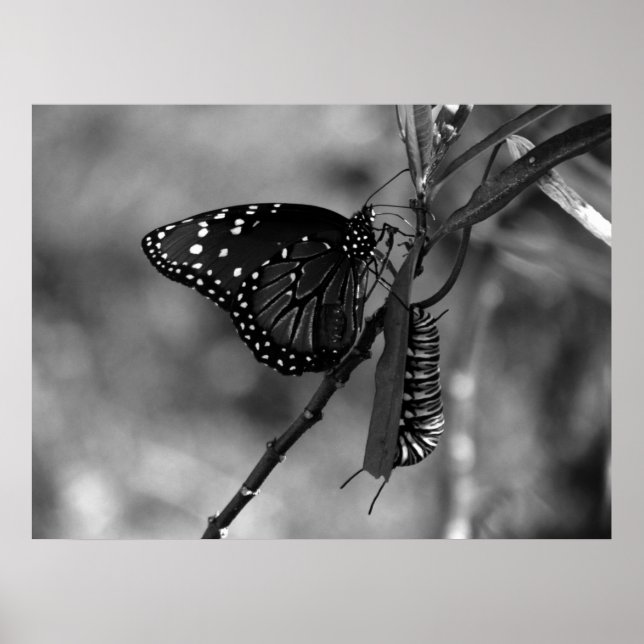 Poster Rainha Borboleta com lagarta Monarca em B & W (Frente)