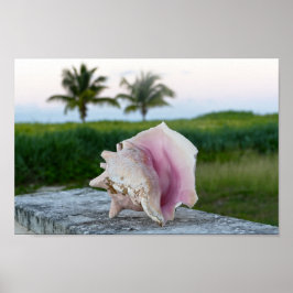 Poster Rainha Conch Shell em um Muro, as Bahamas