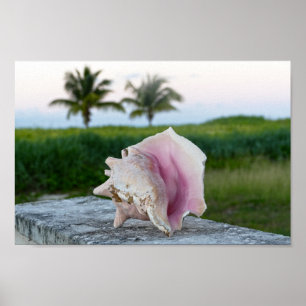 Poster Rainha Conch Shell em um Muro, as Bahamas