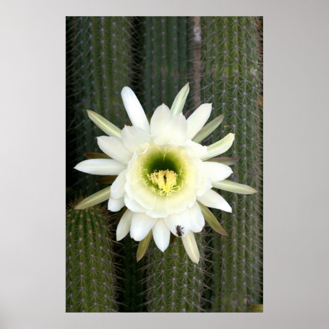 Poster Rainha Da Flor Noturna De Cactus, Região De Karoo (Frente)