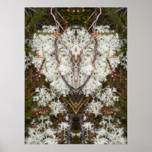 Pôster Rainha Elizabeth 1rua Lichen