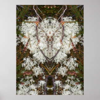 Pôster Rainha Elizabeth 1rua Lichen