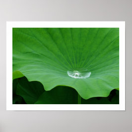 Poster Rainwater on a Lotus Leaf: Japão